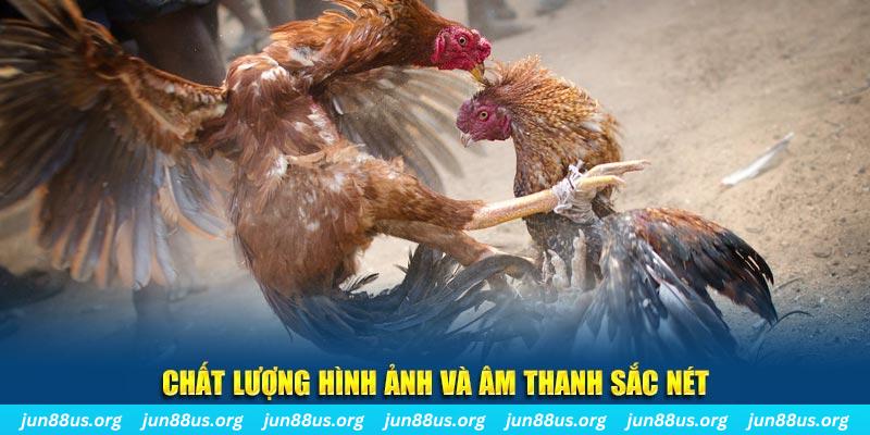 zom club gà chọi tiêu phong