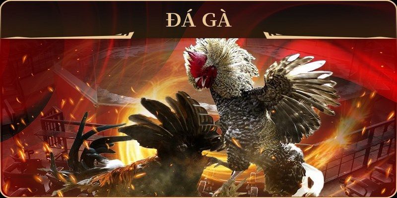 zom club đá gà trực tiếp campuchia