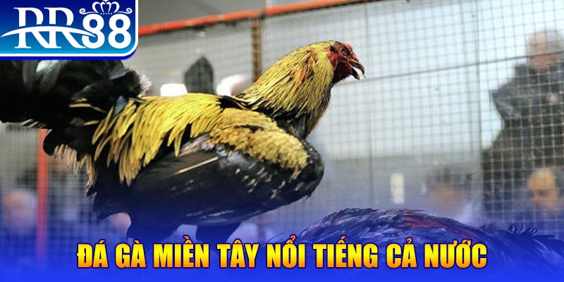 zom club đá gà 88